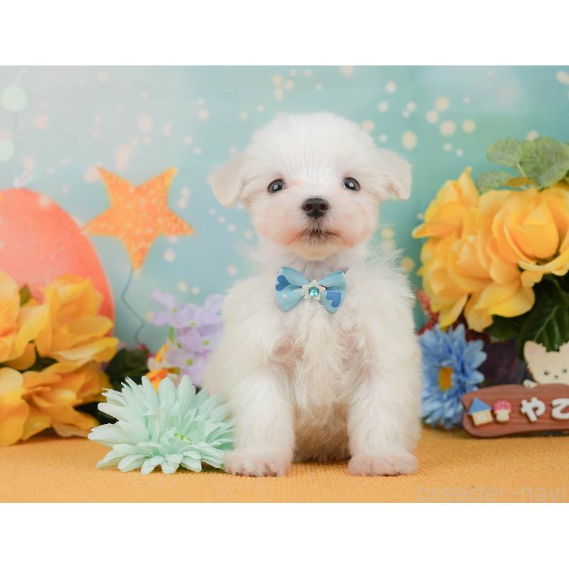 販売中の静岡県のマルチーズ-452916の4枚目