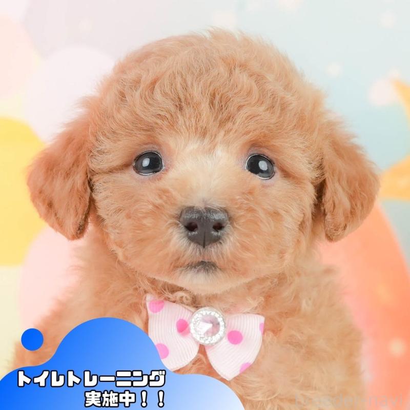 販売中の静岡県のトイプードル-452935