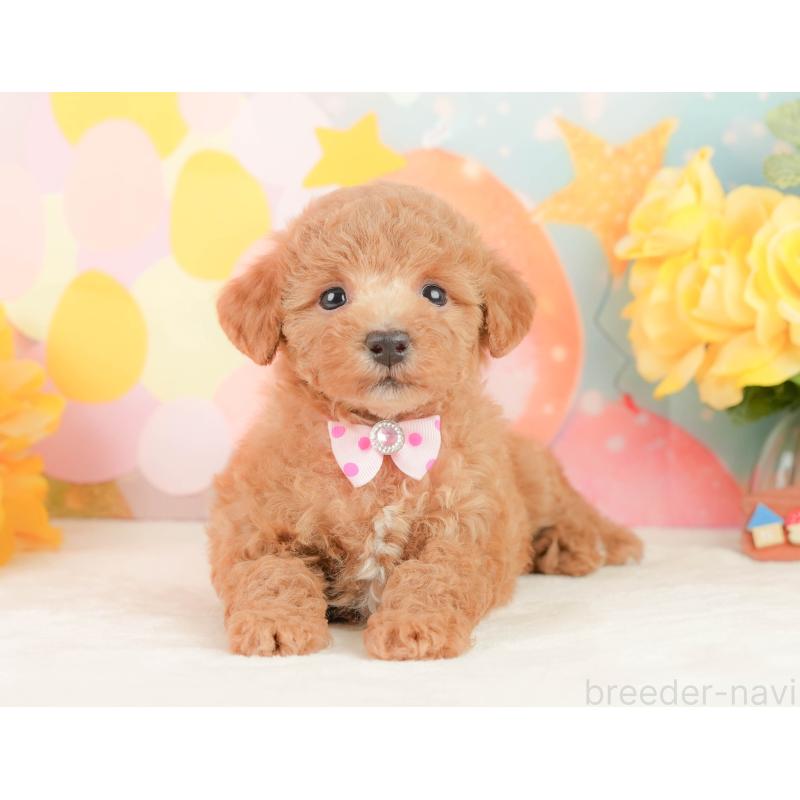 販売中の静岡県のトイプードル-452935の10枚目