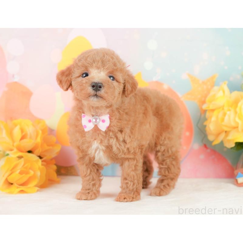 販売中の静岡県のトイプードル-452935の9枚目