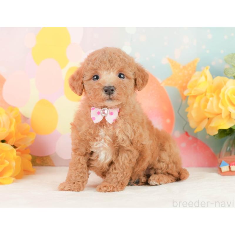 販売中の静岡県のトイプードル-452935の8枚目