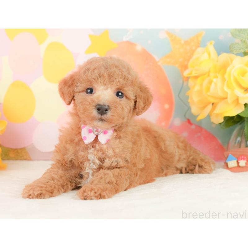 販売中の静岡県のトイプードル-452935の7枚目