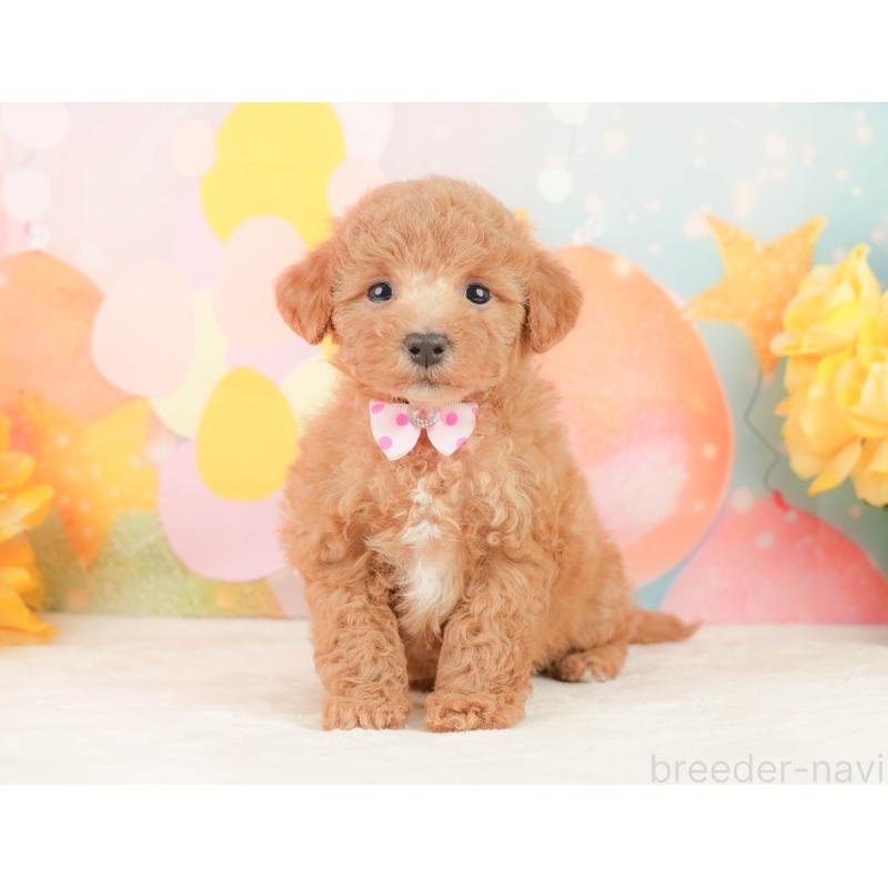 販売中の静岡県のトイプードル-452935の6枚目