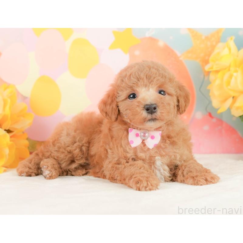 販売中の静岡県のトイプードル-452935の5枚目