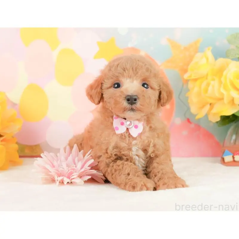 販売中の静岡県のトイプードル-452935の4枚目