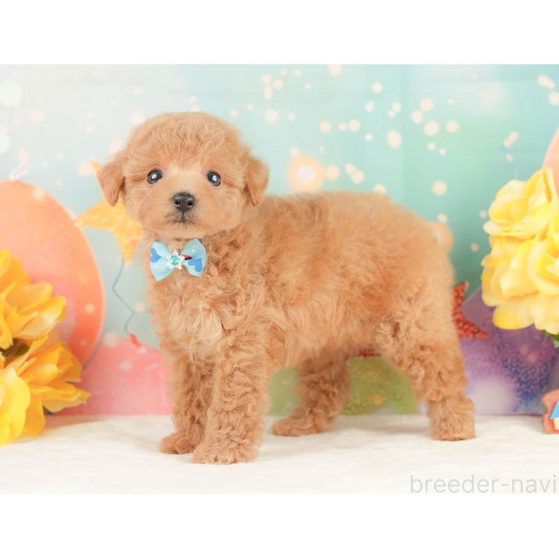 販売中の静岡県のトイプードル-452937の9枚目