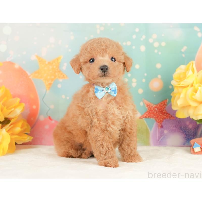 販売中の静岡県のトイプードル-452937の7枚目