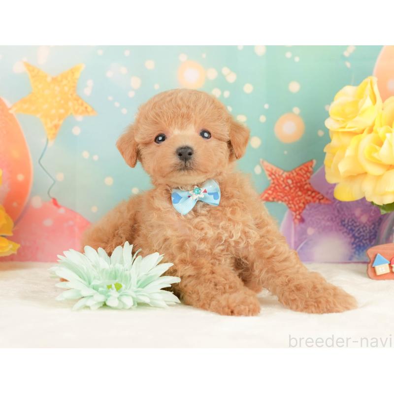 販売中の静岡県のトイプードル-452937の6枚目