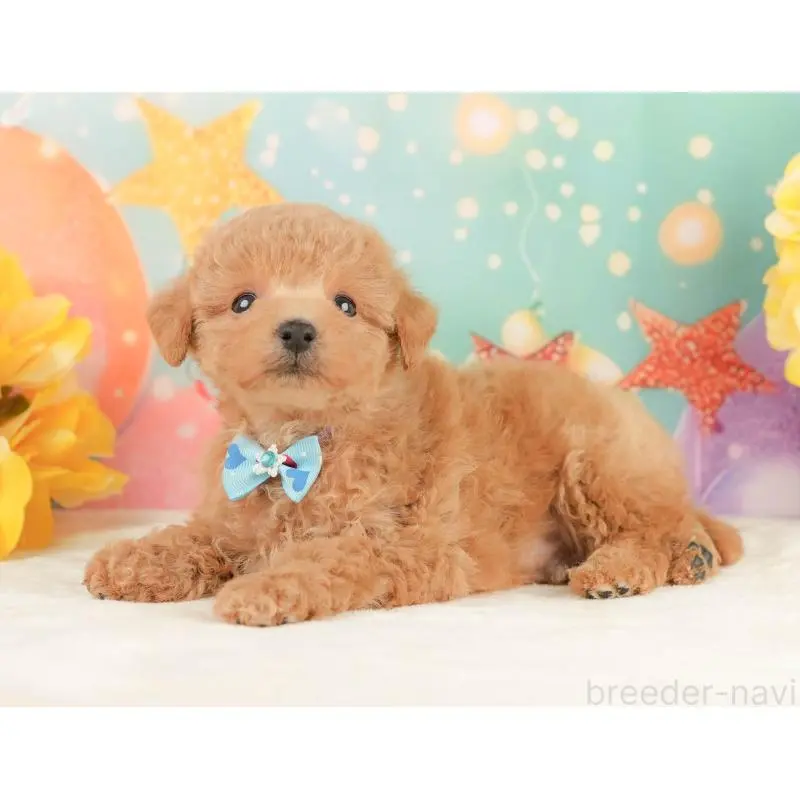 販売中の静岡県のトイプードル-452937の5枚目