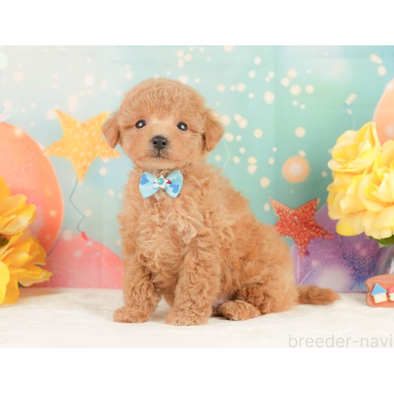 販売中の静岡県のトイプードル-452937の4枚目