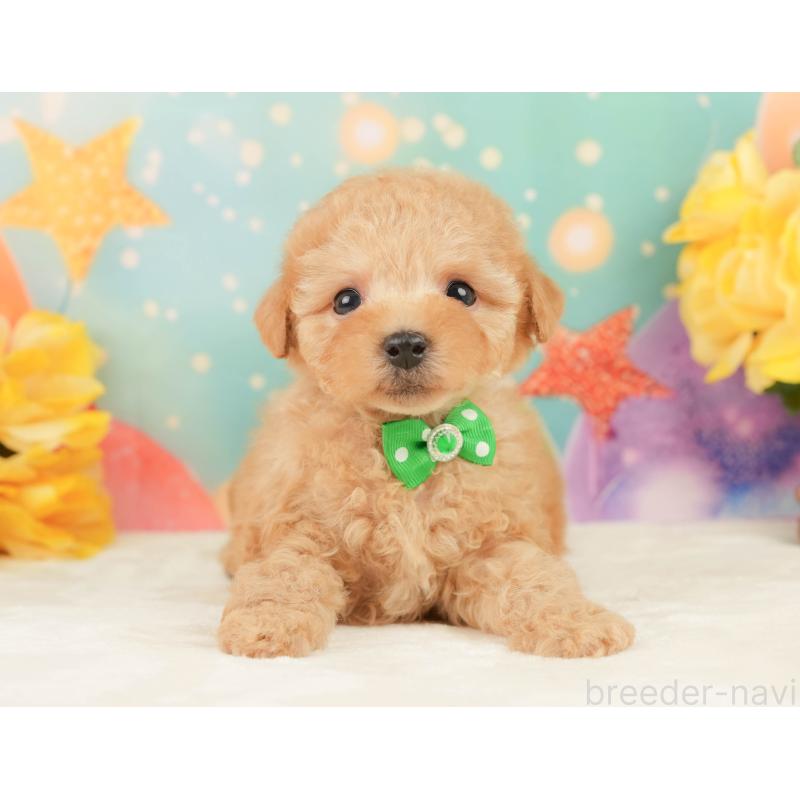 販売中の静岡県のトイプードル-452940の10枚目