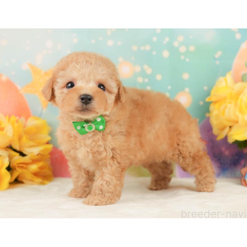 販売中の静岡県のトイプードル-452940の9枚目