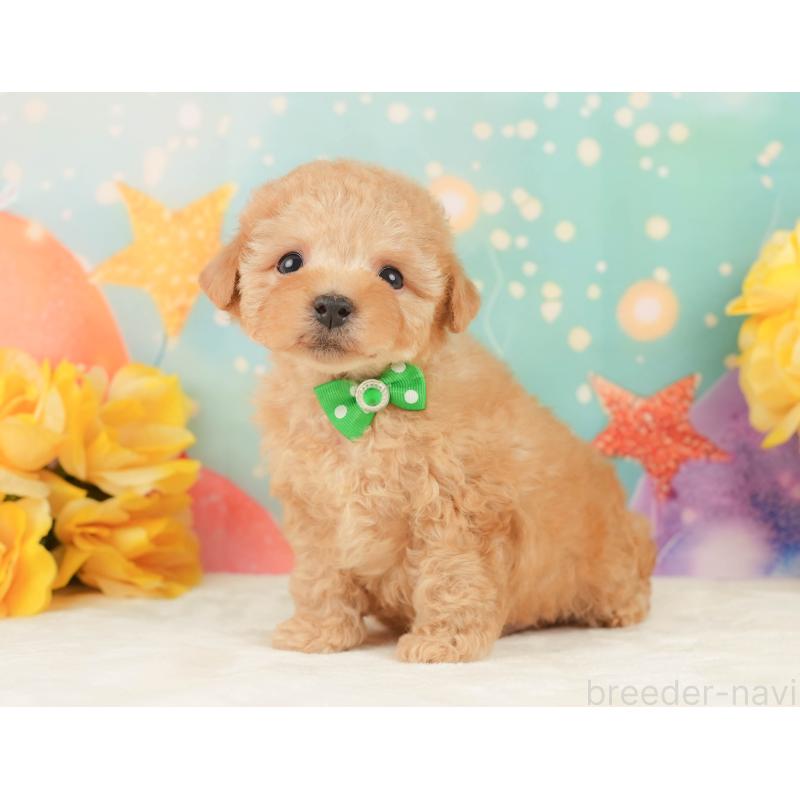 販売中の静岡県のトイプードル-452940の8枚目