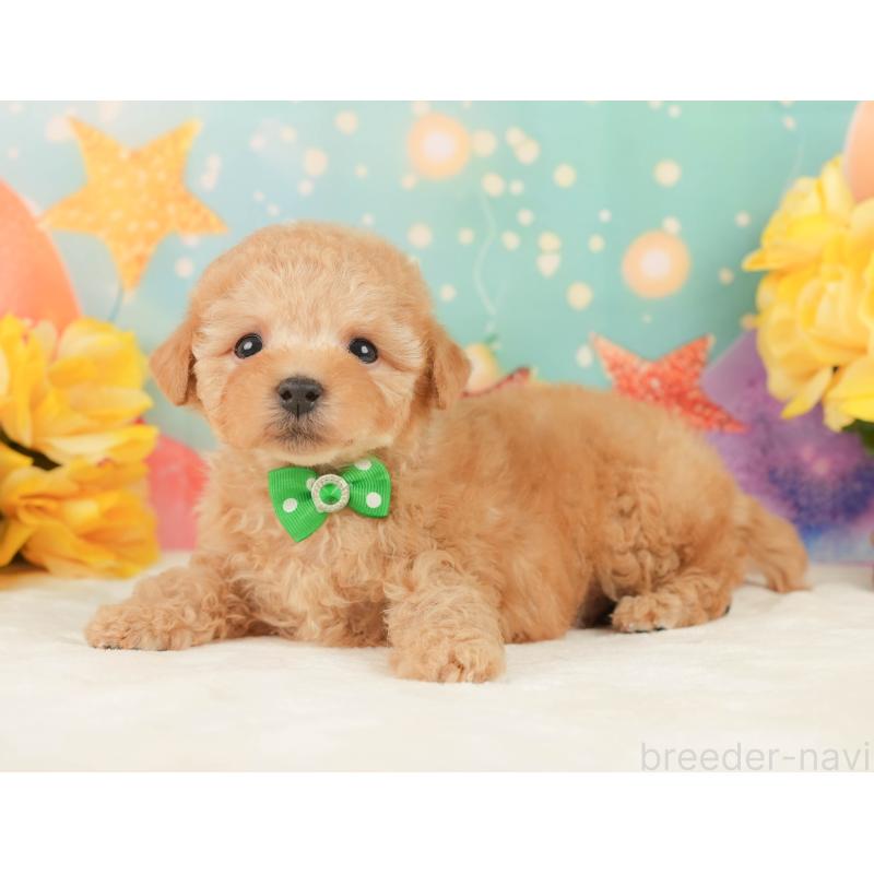 販売中の静岡県のトイプードル-452940の7枚目