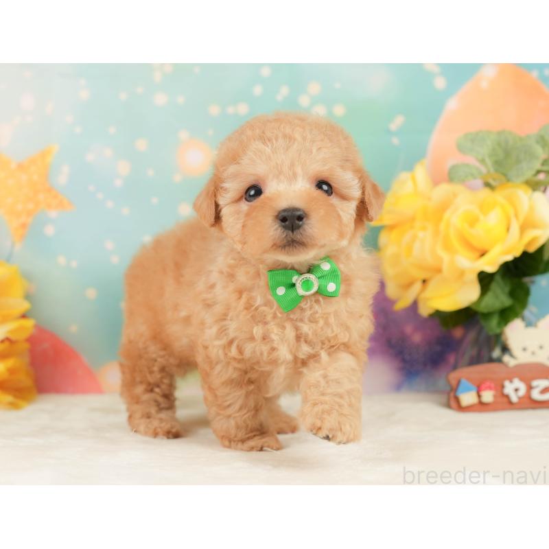 販売中の静岡県のトイプードル-452940の6枚目