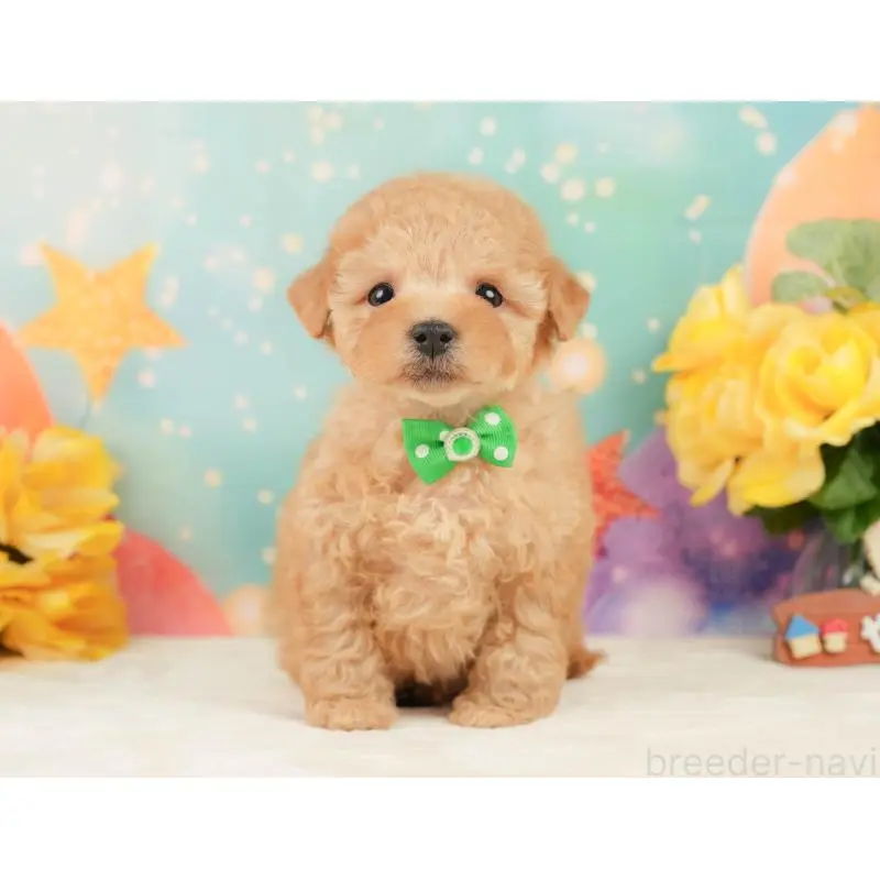 販売中の静岡県のトイプードル-452940の5枚目