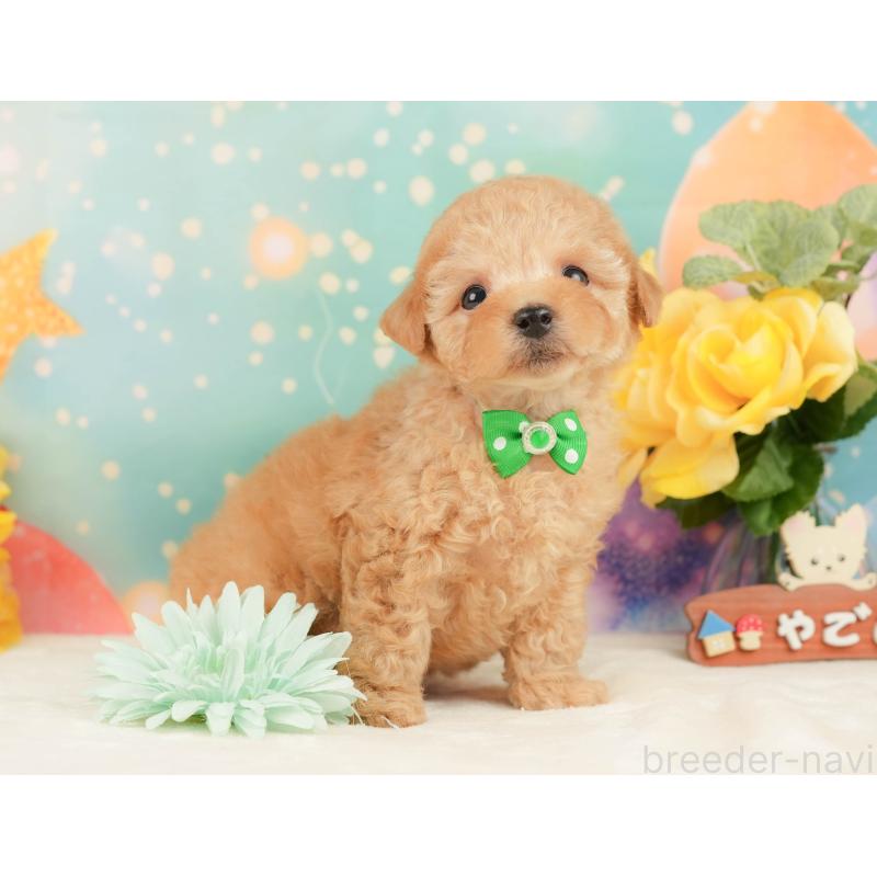 販売中の静岡県のトイプードル-452940の4枚目