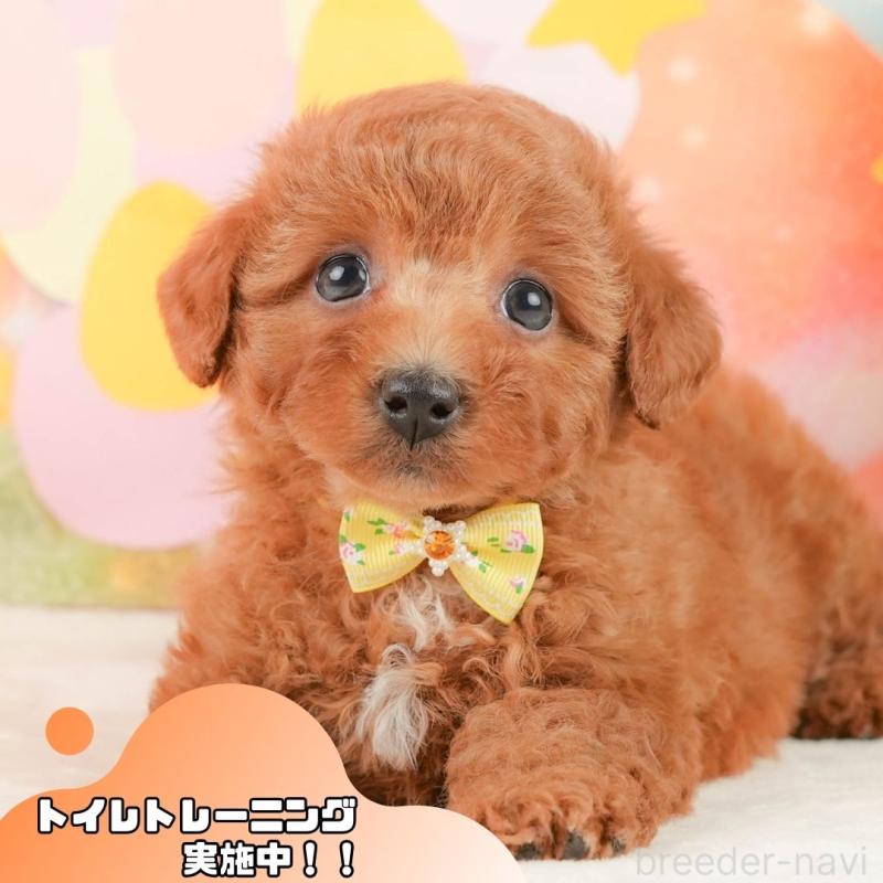 販売中の静岡県のトイプードル-452938