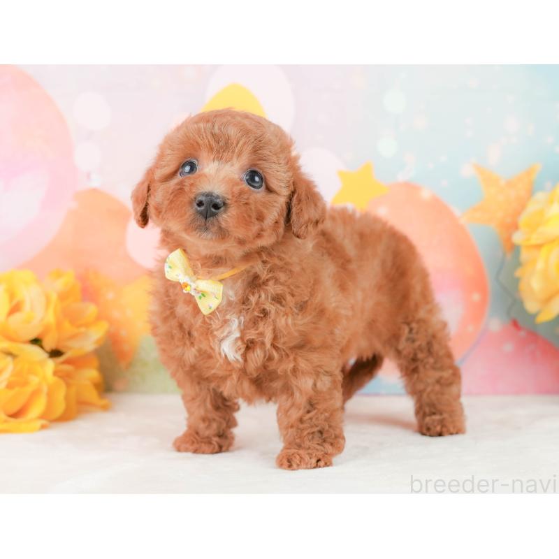 販売中の静岡県のトイプードル-452938の9枚目