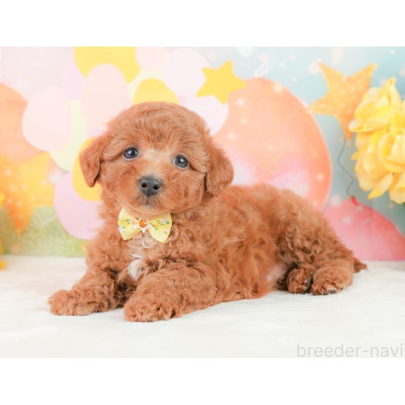 販売中の静岡県のトイプードル-452938の8枚目