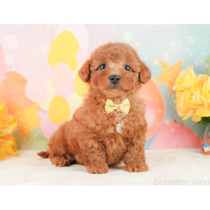 販売中の静岡県のトイプードル-452938の7枚目