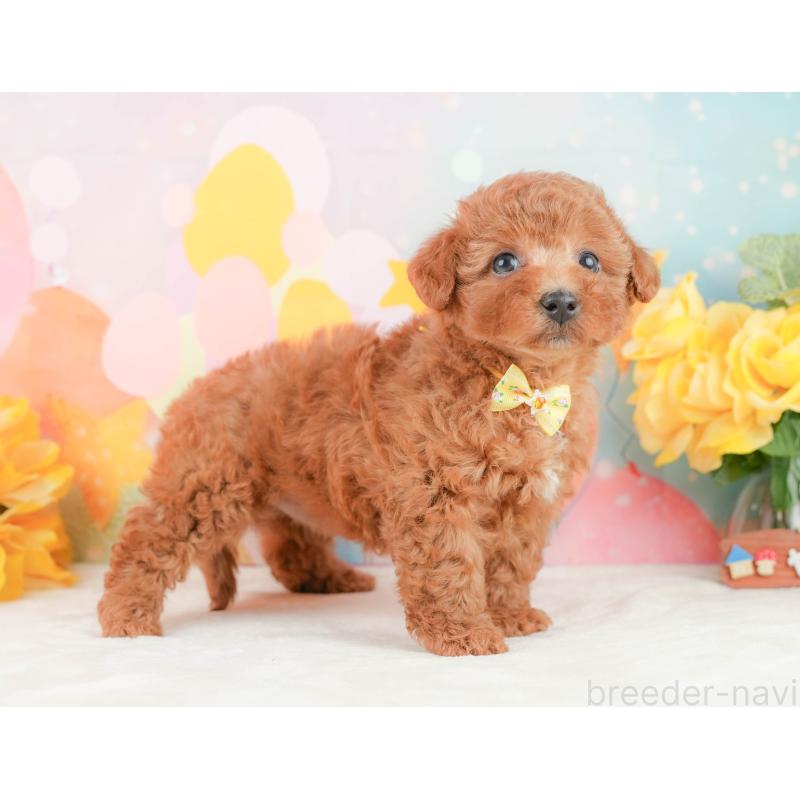 販売中の静岡県のトイプードル-452938の5枚目