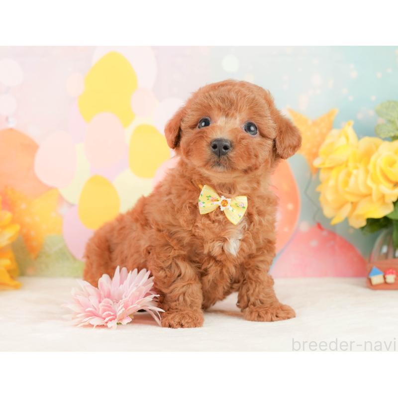 販売中の静岡県のトイプードル-452938の4枚目