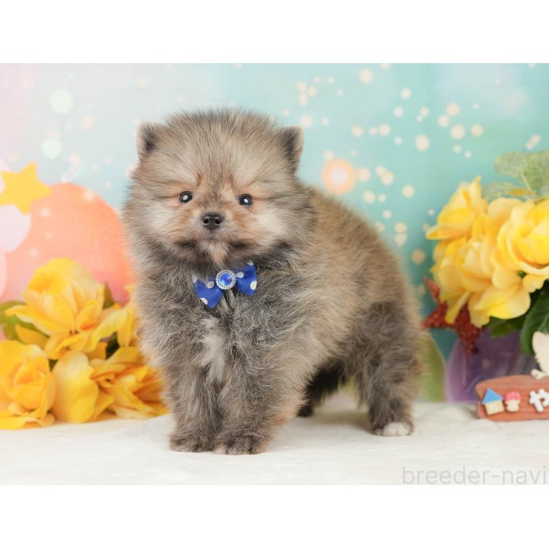 販売中の静岡県のポメラニアン-452945の10枚目