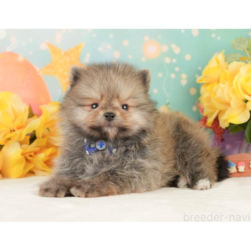 販売中の静岡県のポメラニアン-452945の9枚目