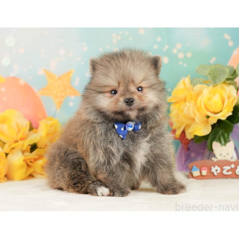 販売中の静岡県のポメラニアン-452945の7枚目