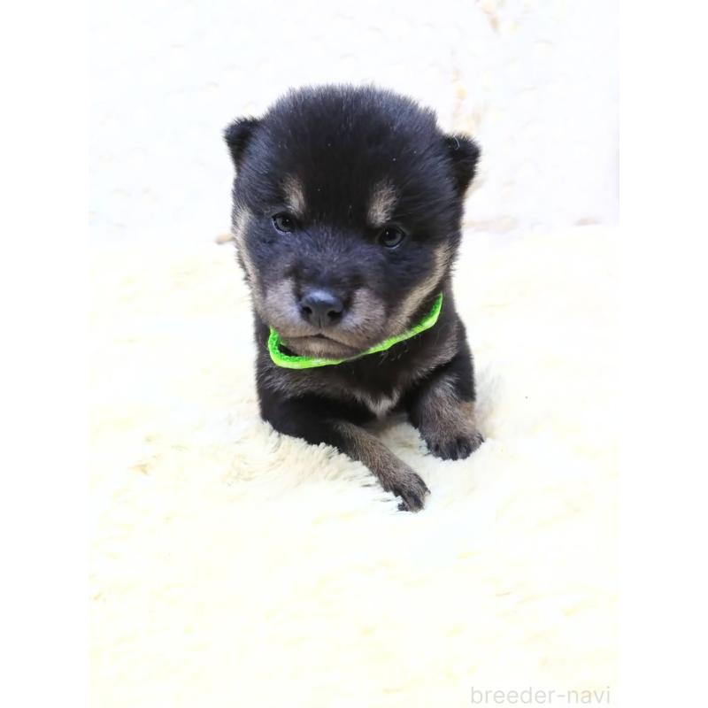 販売中の三重県の豆柴-452432の10枚目