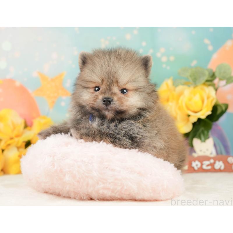 販売中の静岡県のポメラニアン-452945の5枚目