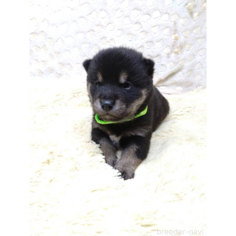 販売中の三重県の豆柴-452432の8枚目