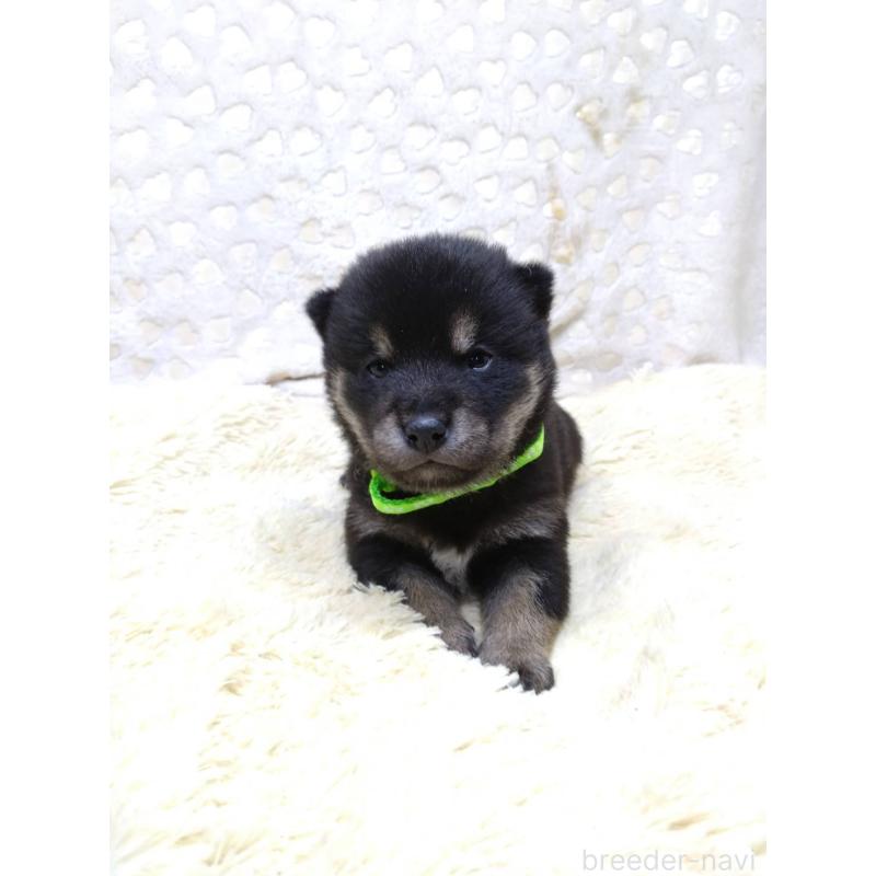 販売中の三重県の豆柴-452432の7枚目