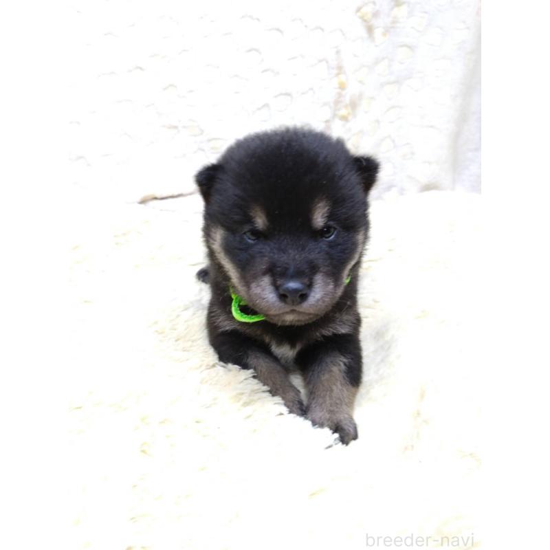 販売中の三重県の豆柴-452432の5枚目