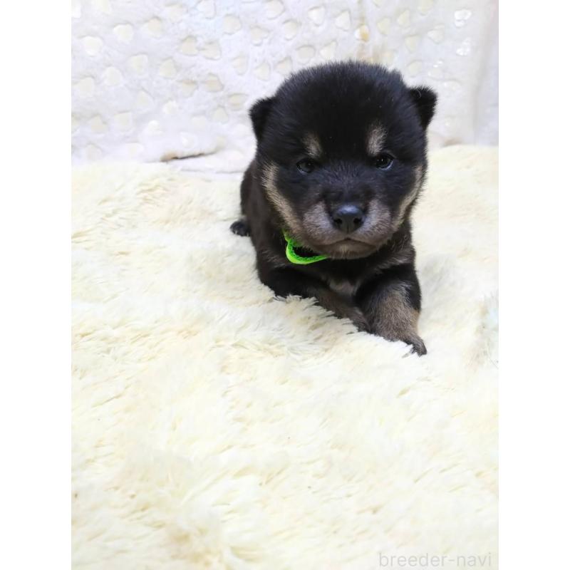 販売中の三重県の豆柴-452432の4枚目