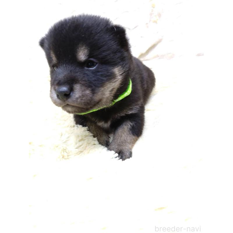 販売中の三重県の豆柴-452432の3枚目