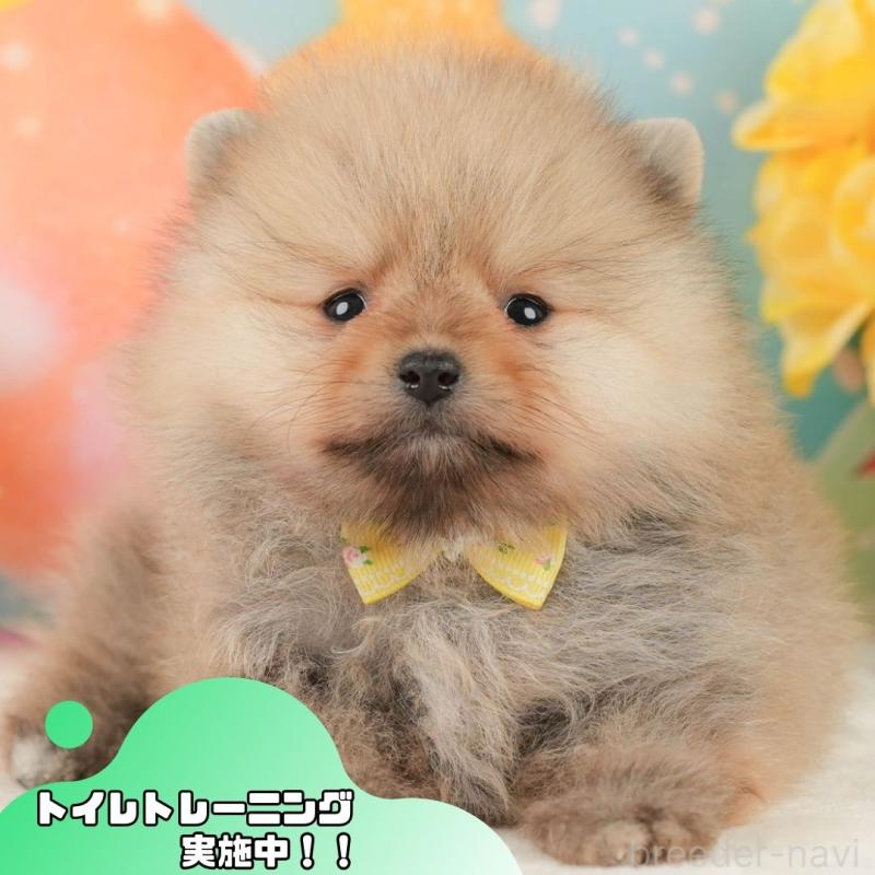 販売中の静岡県のポメラニアン-452943