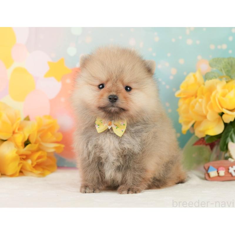 販売中の静岡県のポメラニアン-452943の11枚目