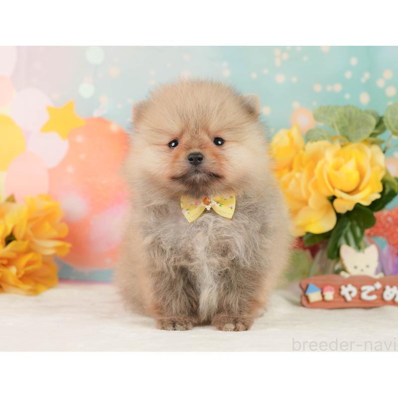 販売中の静岡県のポメラニアン-452943の10枚目