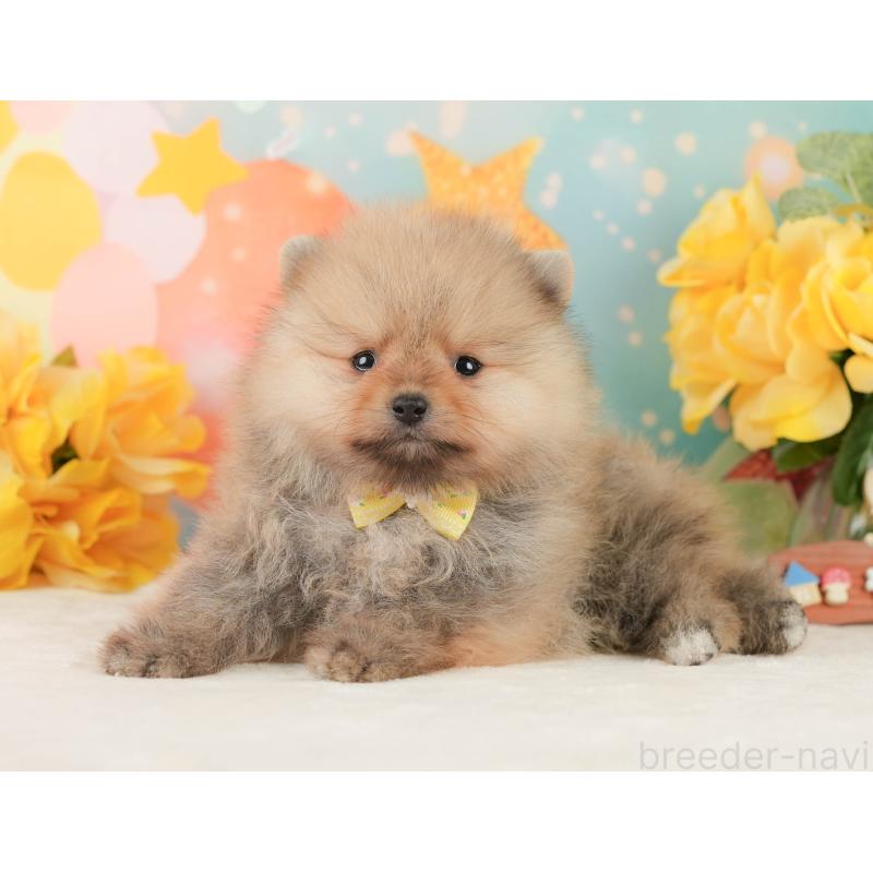 販売中の静岡県のポメラニアン-452943の9枚目