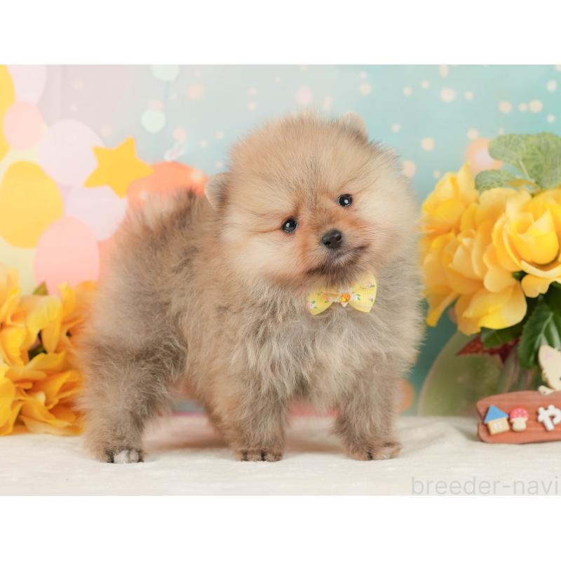 販売中の静岡県のポメラニアン-452943の8枚目