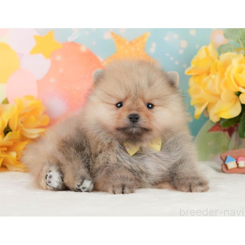 販売中の静岡県のポメラニアン-452943の6枚目