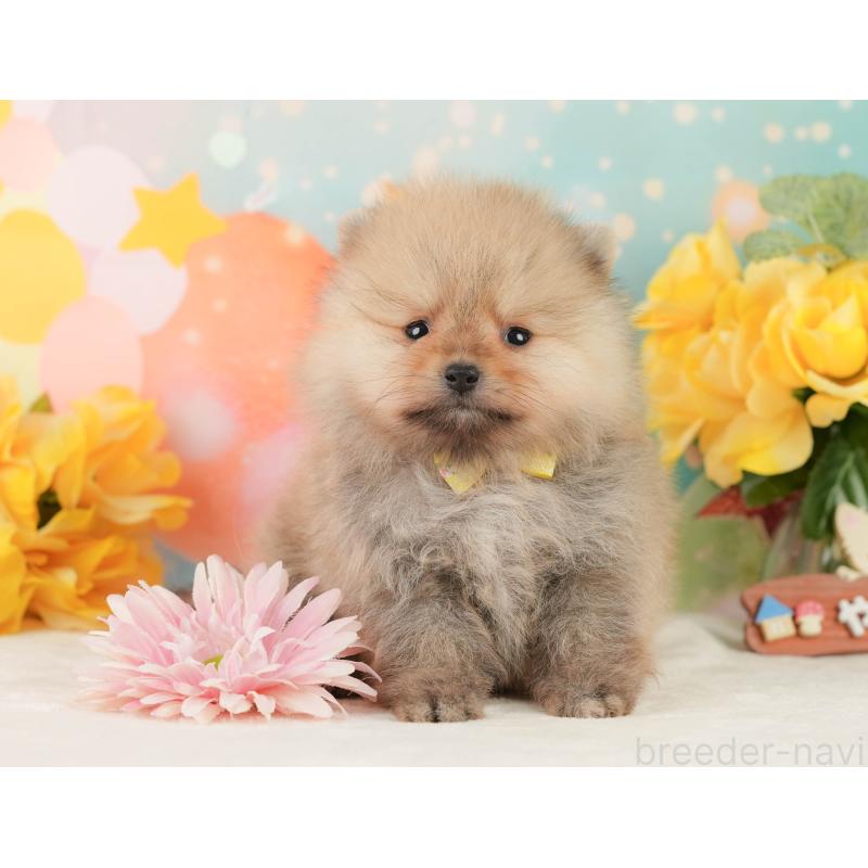 販売中の静岡県のポメラニアン-452943の5枚目