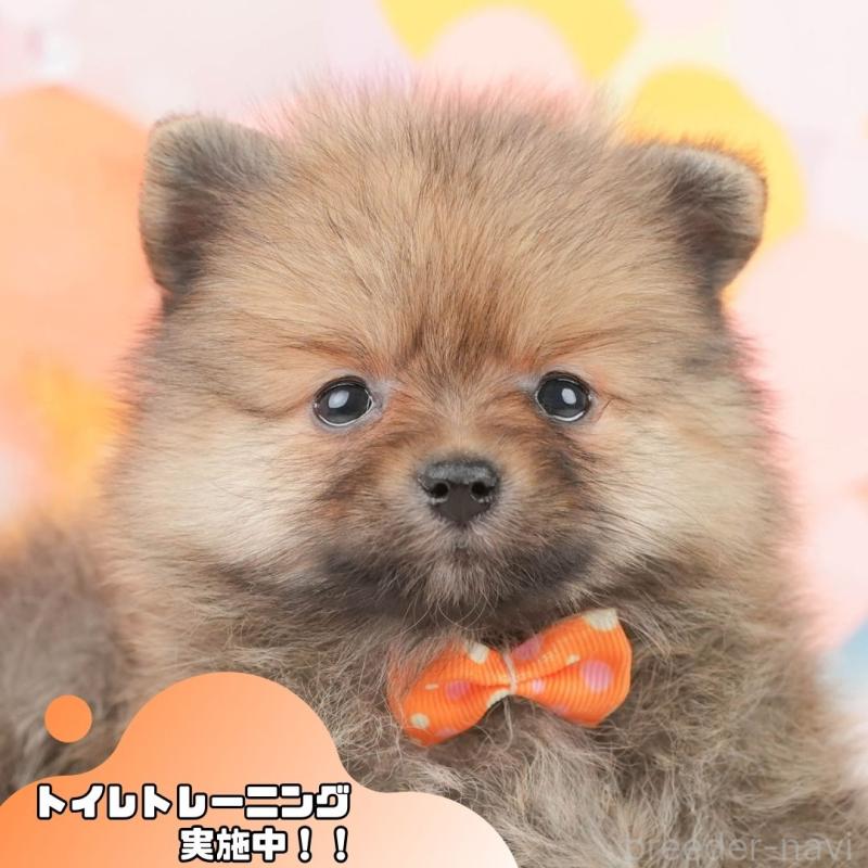 販売中の静岡県のポメラニアン-452942