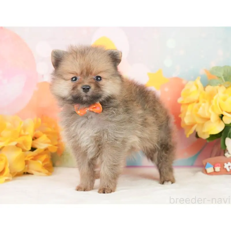 販売中の静岡県のポメラニアン-452942の10枚目