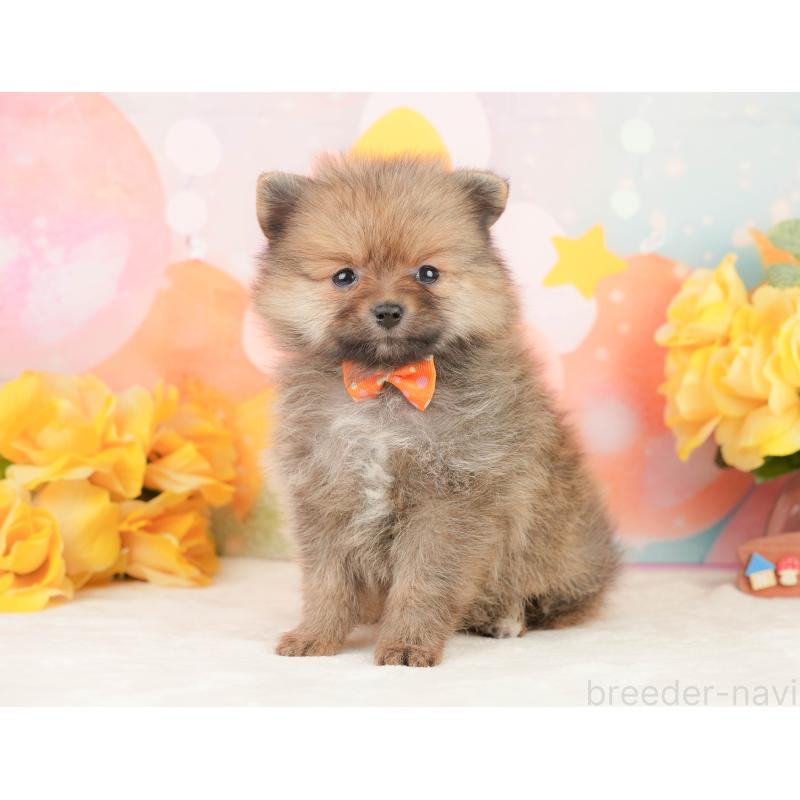 販売中の静岡県のポメラニアン-452942の9枚目