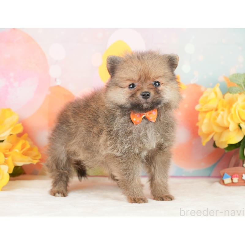 販売中の静岡県のポメラニアン-452942の8枚目