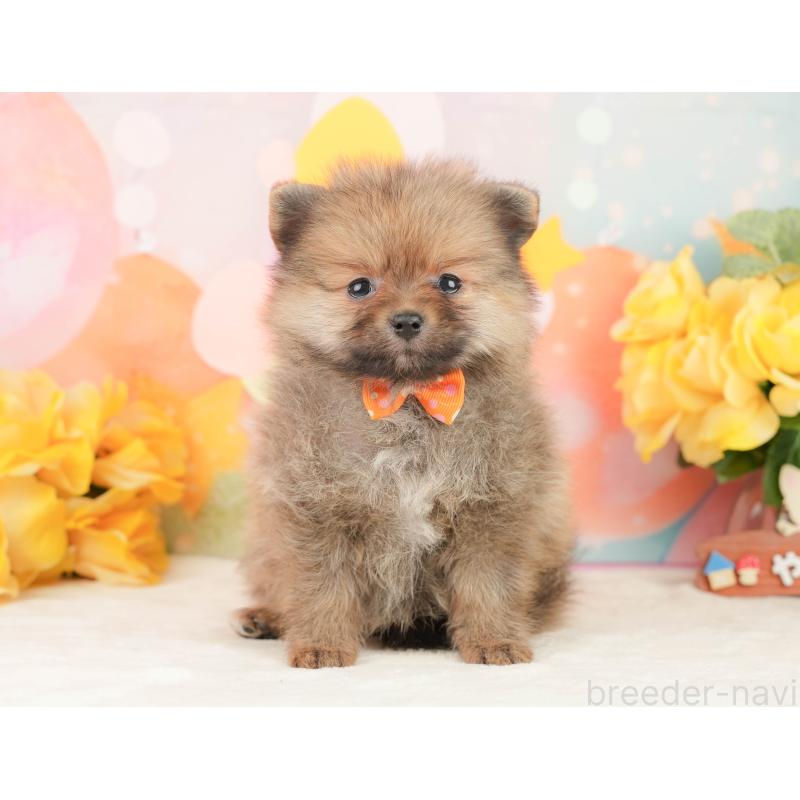 販売中の静岡県のポメラニアン-452942の7枚目