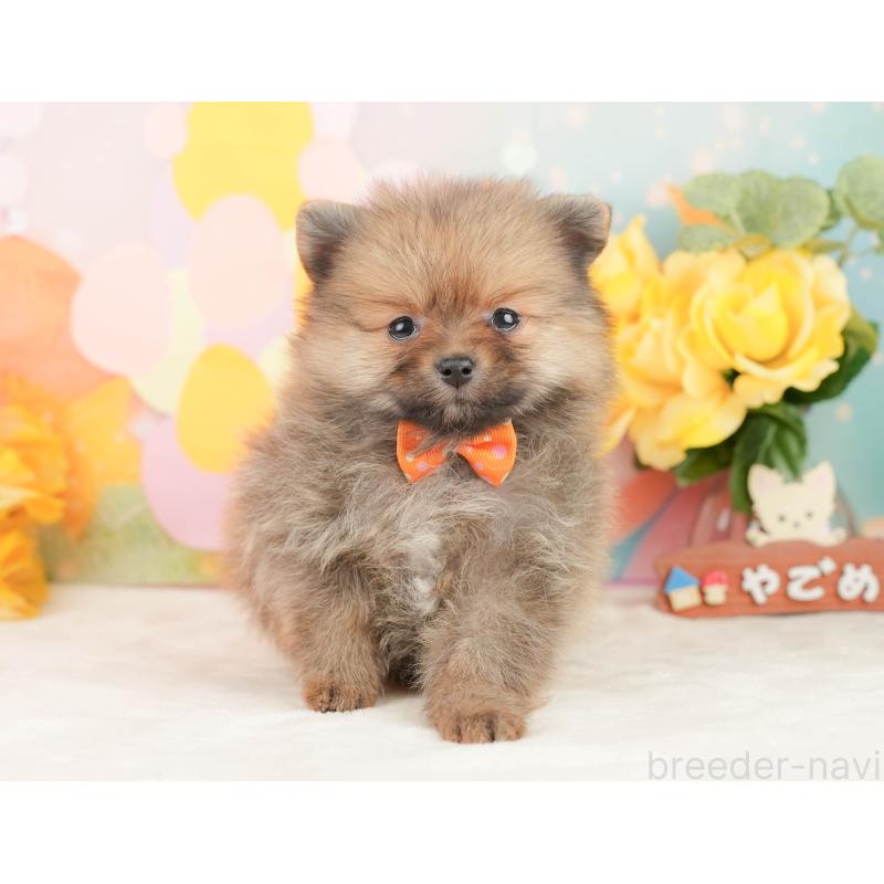 販売中の静岡県のポメラニアン-452942の6枚目